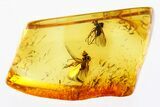 Two Fossil Flies (Microphorinae) In Baltic Amber #307896-1